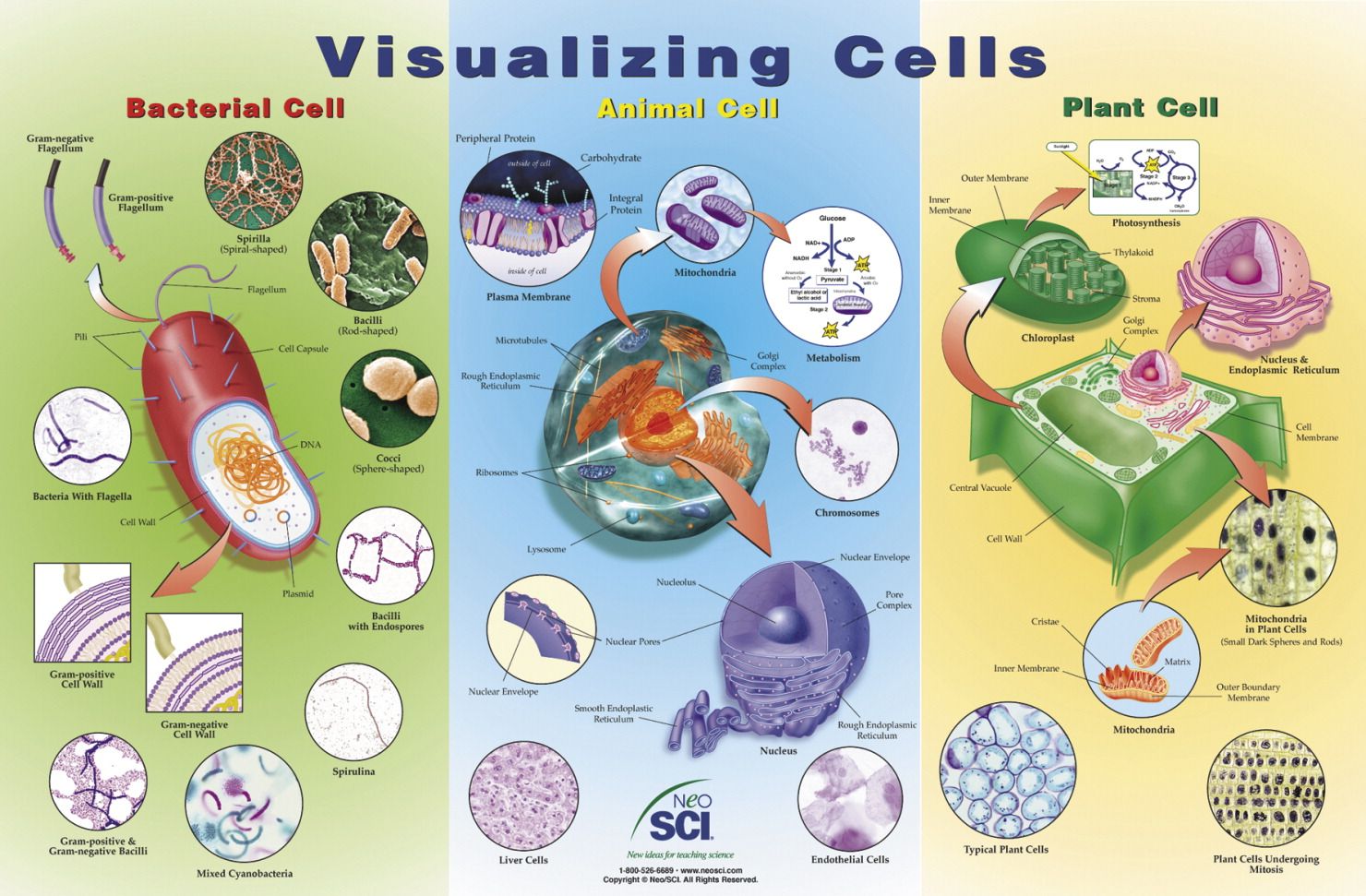 clw626up106vo01gi8t0fd04l_neo-sci-visualizing-cells-laminated-poster-35-23-1011-learning-science-biology-anatomical-ch-35-1011.jpg