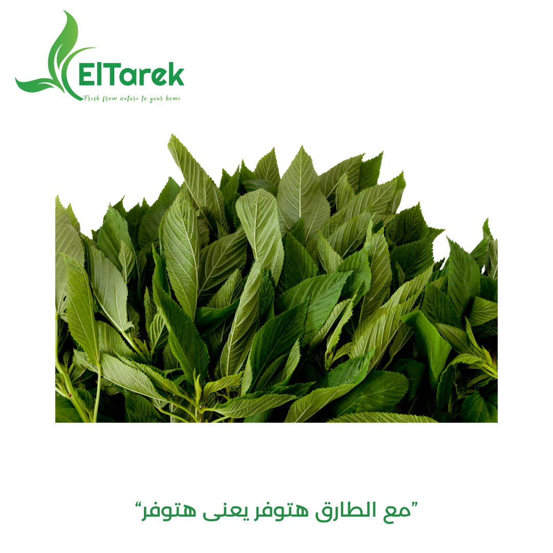 cmc0ll7h5097c01htc5zz2131__D9_85_D9_84_D9_88_D8_AE_D9_8A_D8_A9.png