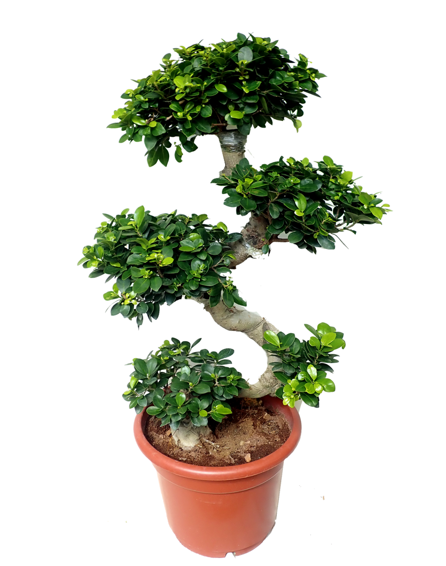 cmilh0k0c05wd01bngqcy7vwn_Ficus_bonsai_S-910x1155.png