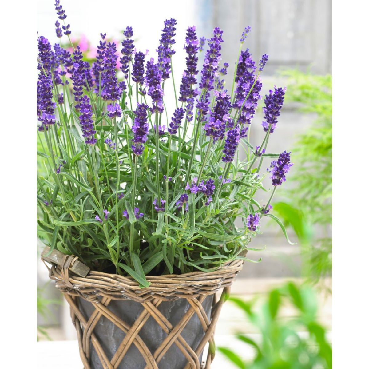 cmilh2vuv05yf01bn8dw0bxz4_lavender-hidcote-blue-pot1_1_1_1.jpg
