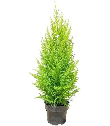 cmkmo230h061501gn6jibhcmb_61CbSMWgXJL._AC_UL495_SR435_495.webp