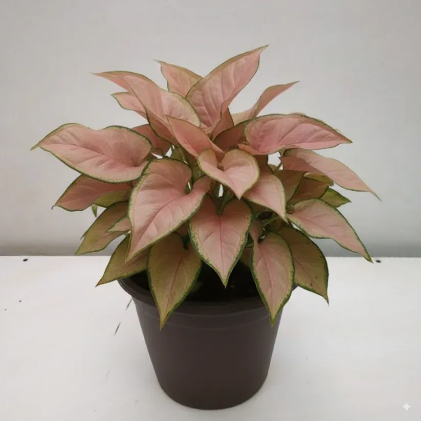 cmkmo7ocy061r01gn3acnfuvm_Generated_Image_September_24_2025_-_2_36PM.webp